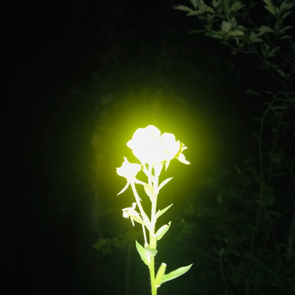 Meet your Posher, C - Picture 1 of 1